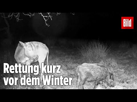 Sie überlebten monatelang im Moor: Die unglaubliche Geschichte zwei tierisch guter Freunde