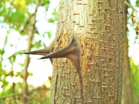 ♫Florin Pal- La ce sunt bune toate♫