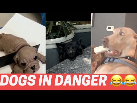 Dogs in danger🤣 #funnyvideo #comedy #Nirmit Gujjar Vlogs 😍