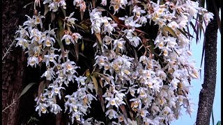 SUNAKHARI WILD ORCHID - FLOWER  OF SIKKIM ...
