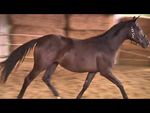 Goldfee von Lossow - Heldenberg - Sir Chamberlain