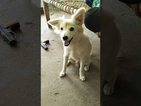 Amazing Dogs Transformation#shorts#viralshorts #dog #canecorso #kangal#alabai