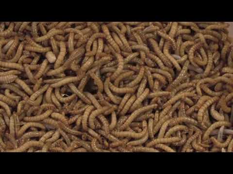 download lagu mp3 mp4 Melorm, download lagu Melorm gratis, unduh video klip Melorm