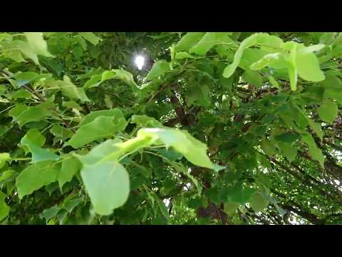 Satul Iadăra, Maramureş (iunie 2020)