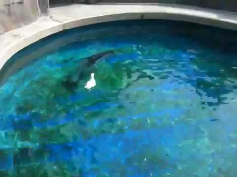 Seagull vs. Dolphin