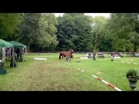 Stutfohlen Fidelity 2013