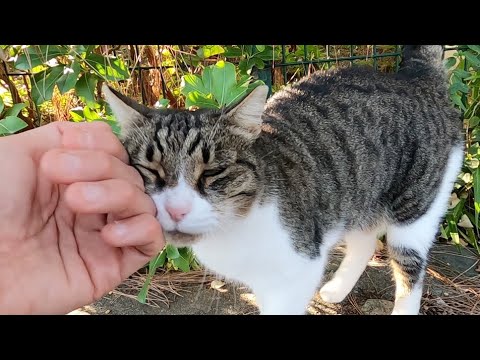 When the cat saw me from afar, she ran up to me and said hello to my cam