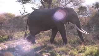 preview picture of video 'Game Drives at Tembe'