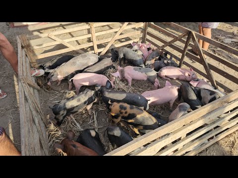 Feira dos suínos da Vila Folha Miúda Craíbas Al, dia 18/01/2026.