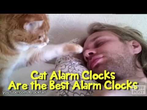 Нахални котки будят стопаните си