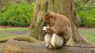 The Burping Ape