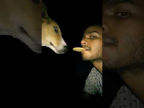 India vs Pakistan dog,,, 🐶 #viral video#animal lover niladri#short feed