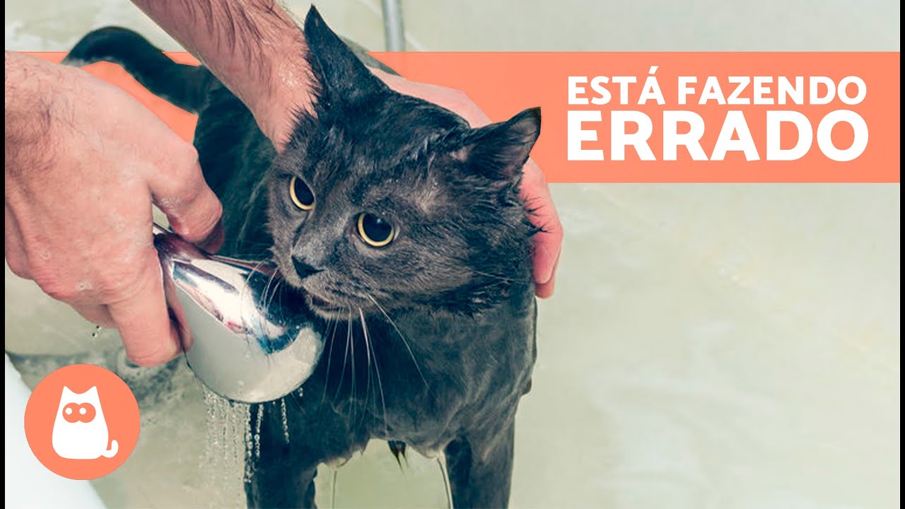 7 ERROS QUE VOCÊ COMETE na hora de dar BANHO no seu GATO 🐱🚿 Não faça mais isso!