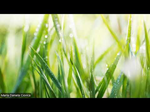 HIPNOZA REGRESIVA.RO342 Teren Tulcea,aspectele altor existente,triunghiul experiential,amprenta loc