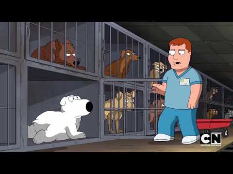 Family Guy on Cartoon Network (REAL AND RARE) (Monday, August 8 2022) read description