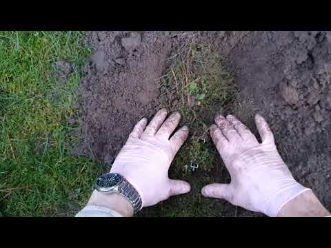 Jak złapać kreta - jedyny długofalowy skuteczny sposób - pułapka na kreta.