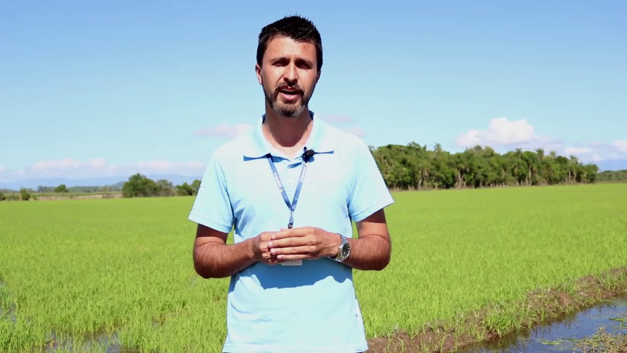 Manejo de Pragas da Cultura do Arroz