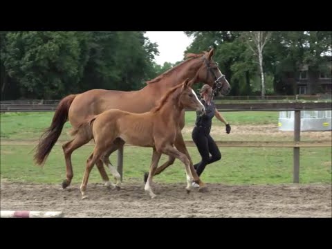 *2023 Stute von Kjento - Samarant