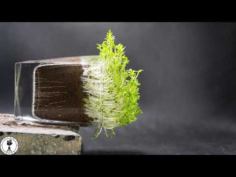 Negative Gravitropism Of Plant Timelapse 4K