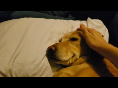 Waking up a thankful doggo having a nightmare.