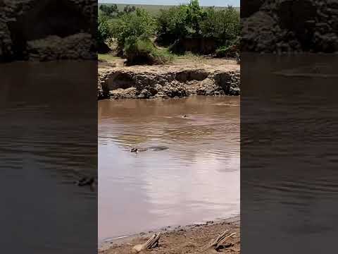 ヘビを寄せ付けない植物は何ですか?爬虫類を撃退し、怖がらせるための最も強力な6種を紹介します  庭園