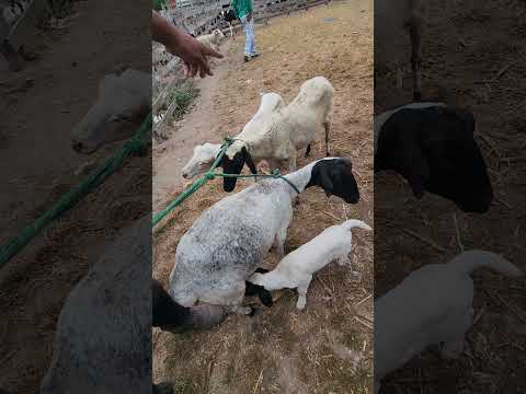 Ovelha parida em Capoeiras-PE