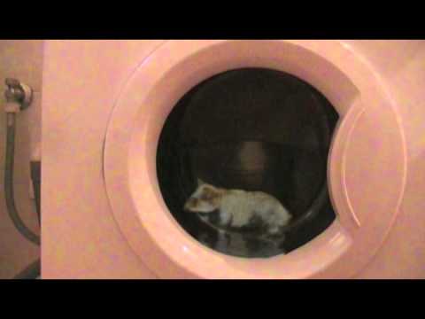 Dj Myke - The hamster running