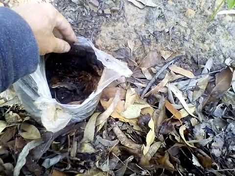 Compost worms find a new home in the bush garden 1