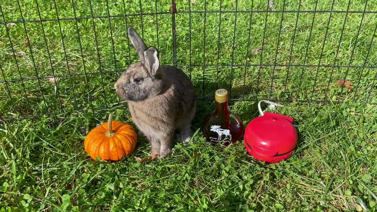 Enlarge Waffle-in foster, a Adoptable Rex in Springfield, MA video 6/6