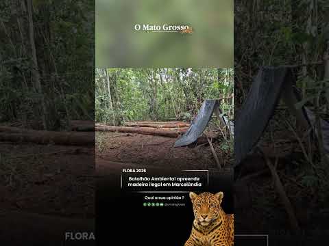 Batalhão Ambiental apreende madeira ilegal em Marcelândia