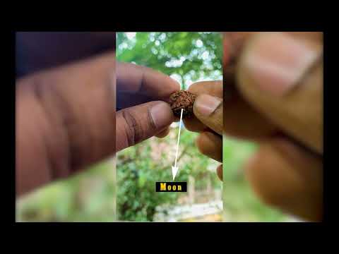 Shiva Soma Adornment Om Chandrasekhar Sacred Rudraksha video