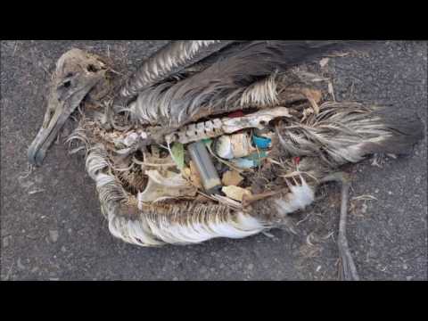 Midway / Nicolas Repac : Slepa ljubav