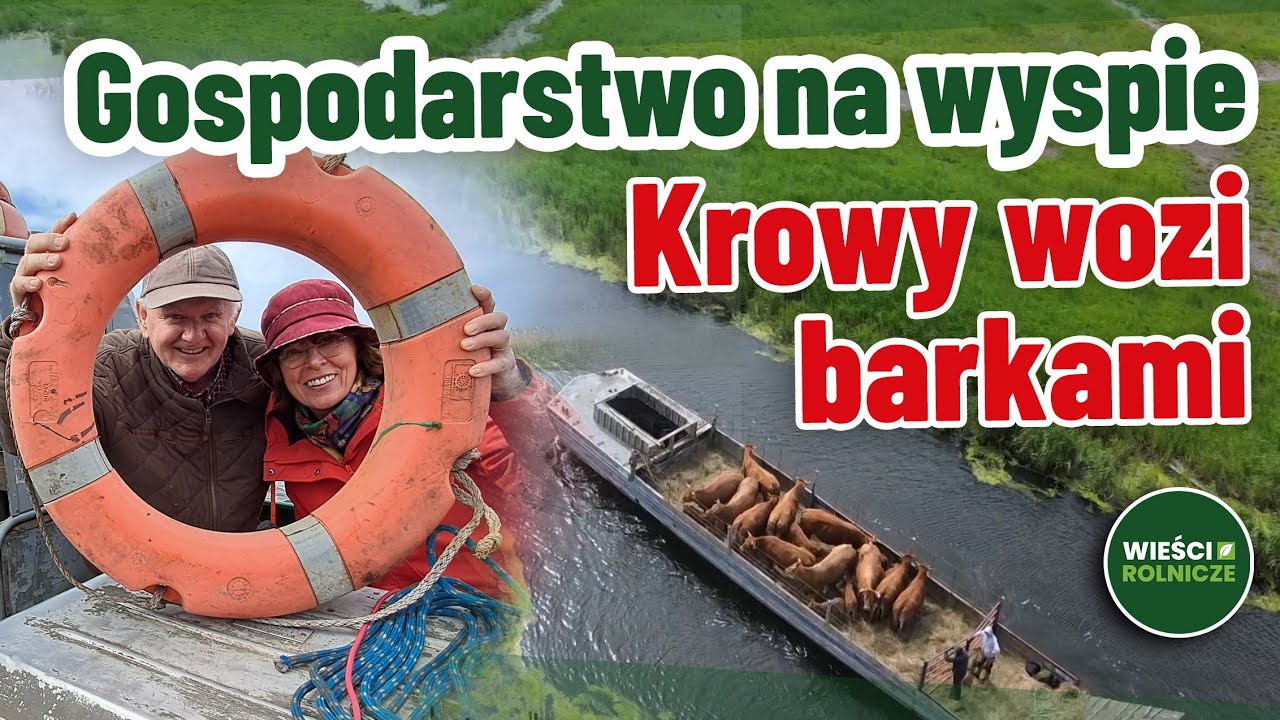 Gospodarstwo na wyspie. Krowy wozi barkami