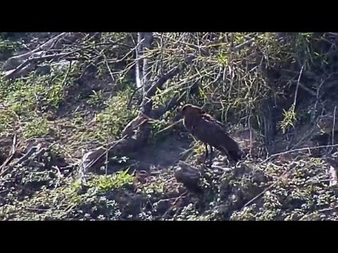 Djuma: Nyala Bull and Hammerkop - 09:08 - 09/16/20