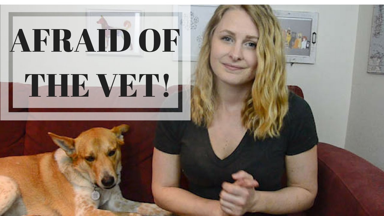 HOW TO CURE YOUR DOGS FEAR OF THE VET | InRuffCompany.com
