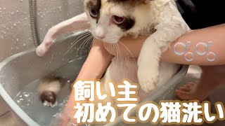 初心者飼い主が元野良猫を飼い始めてから初めて猫を風呂に入れるそうです