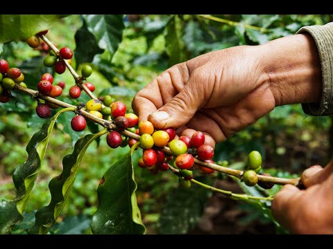 קטיף קפה בגינה בקיסריה | Picking coffee in the garden in Caesarea
