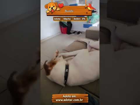 Vídeo de Bundo