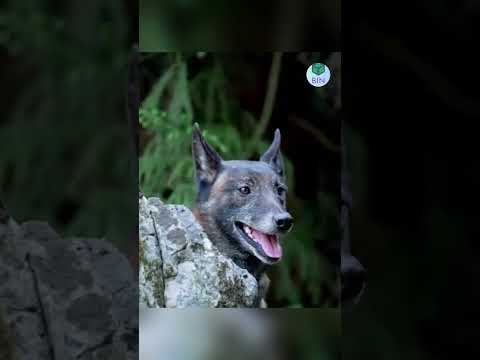 Bí mật của 2 tên trộm đã bị chú chó vạch trần