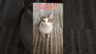 Download lagu Don't Start None 😾 #funny #cat #pets #cute #foryou mp3 Download lagu Don't Start None 😾 #funny #cat #pets #cute #foryou mp3
