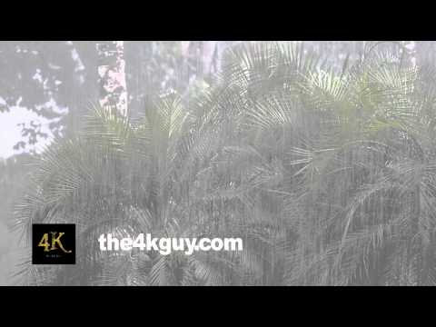 4K UHD - Torential rainpour in exotic setup with palmtrees and jungle