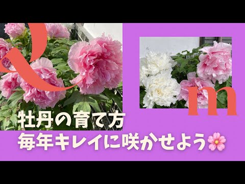 牡丹の鉢植え栽培:こうなる 植物