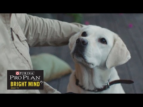 盲導犬が引退したら//presented by BuzzFeed & Purina プロプラン ブライトマインド
