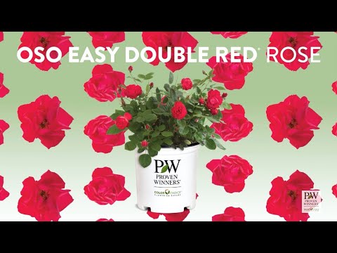Oso Easy Double Red Rose - As Seen on National Television
