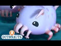Octonauts The Sea Pigs Cartoons For Kids Underwater Sea Education