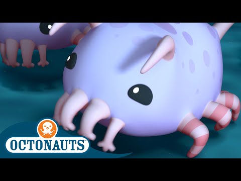 Octonauts - The Sea Pigs | Cartoons for Kids | Underwater Sea Education |  Video & Photo