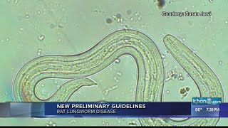 Doctors receive new guidelines to diagnose, treat rat lungworm disease in Hawaii