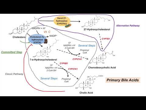 choleretic drogok felnőttkori giardiasis kezelésében féreg elleni tabletta megelőzés céljából