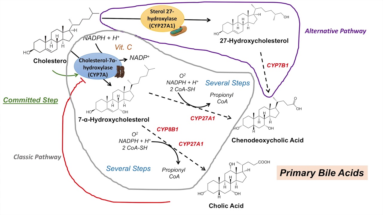 Bile Acid Synthesis | Classic and Alternative Pathways | Primary and Secondary Bile Acids