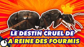 Comment devenir LA REINE DES FOURMIS ? 🐜